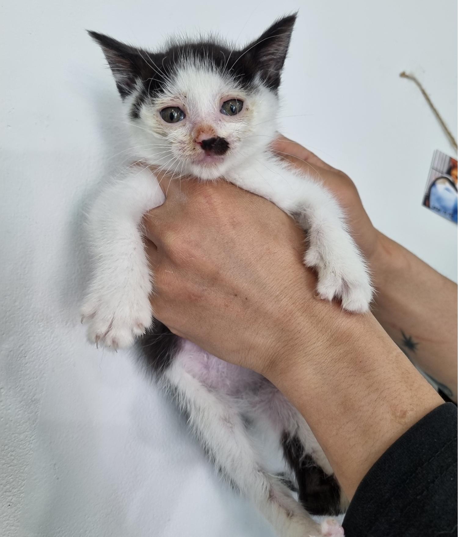 [고양이] 한국 고양이 충북-청주-2023-00402 유기동물 배경 이미지 입니다.